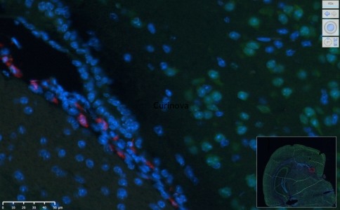 40x Fluorescent Whole slide scan service 100slides